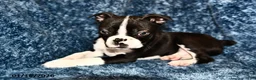 Boston Terrier dogs for sale: Jasper - Ad 3