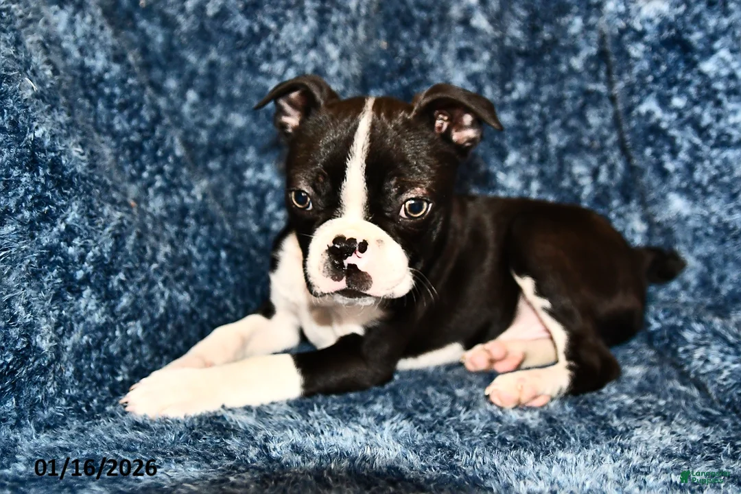 Boston Terrier dogs for sale: Jasper - Ad 3