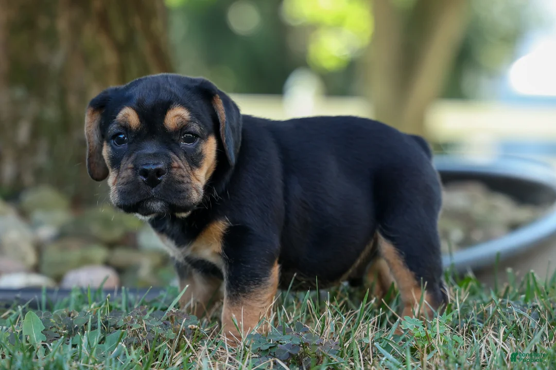 Beabull dogs for sale: Ace 🐶✨ - Ad 1