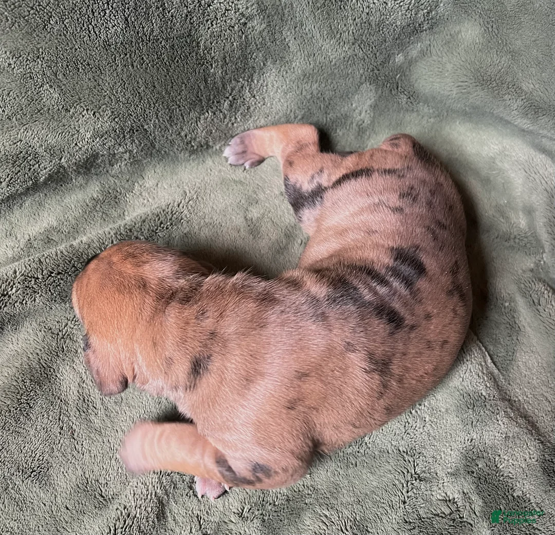 Great Dane dogs for sale: Jellybean - Ad 5