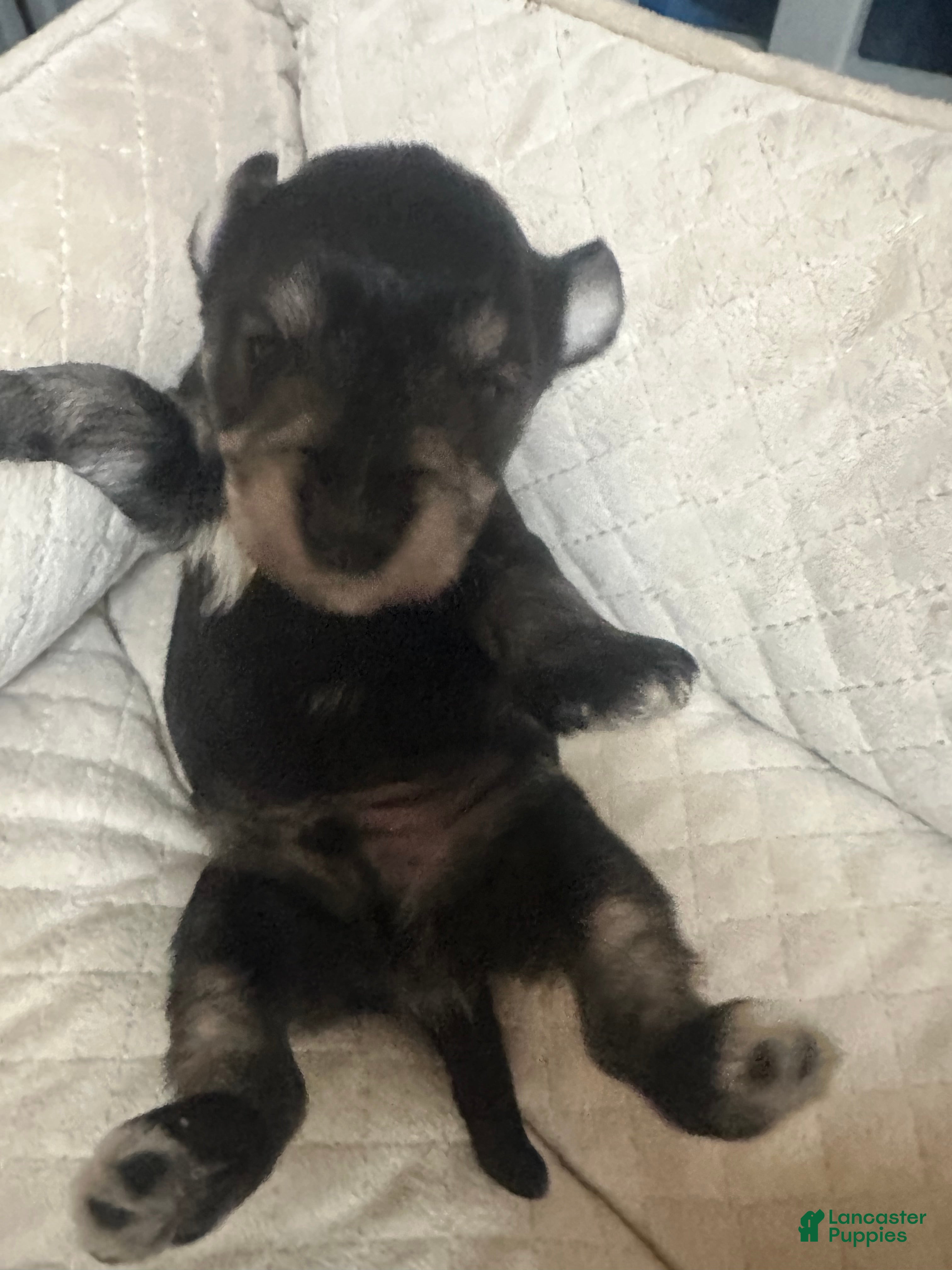 Miniature Schnauzer dogs Miniature Schnauzer 3 Leon - Ad 3