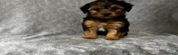Yorkshire Terrier dogs for sale: Yorkshire Terrier 2 - Ad 3