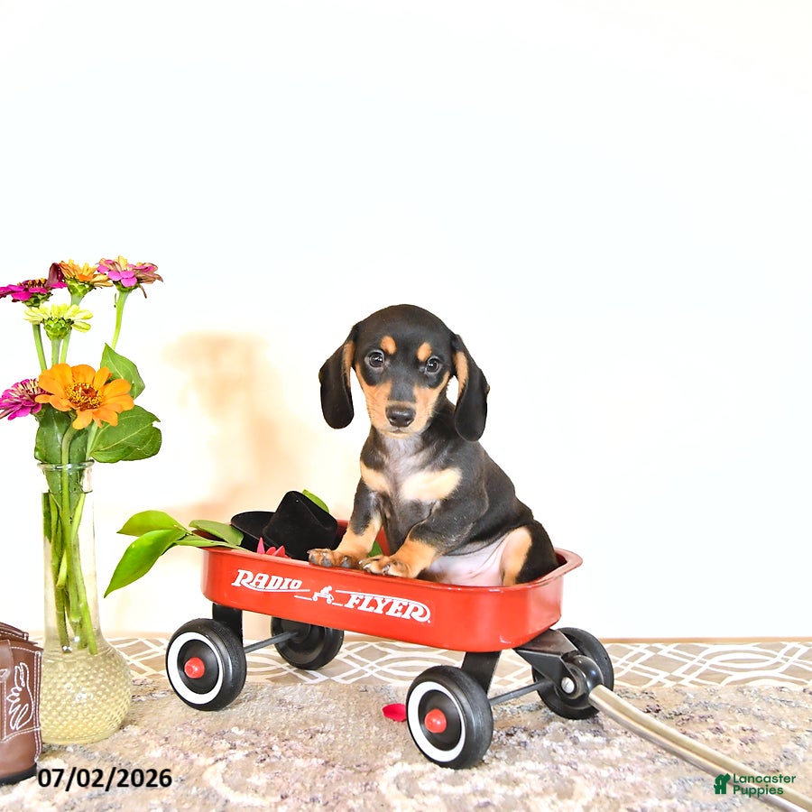 Miniature Dachshund dogs Stevey - Ad 2