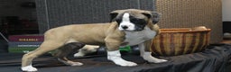 Boxer dogs for sale: Dash - Ad 3