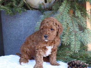 Goldendoodle dogs Archer - Ad 14