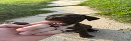 American Bully dogs for sale: Loki - Ad 9