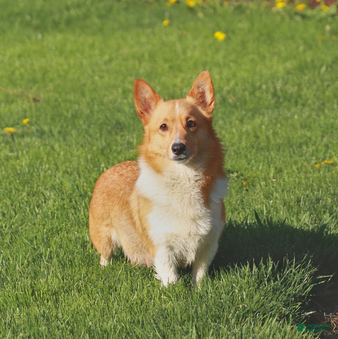 Welsh Corgi Pembroke dogs for sale: Jethro - Ad 6