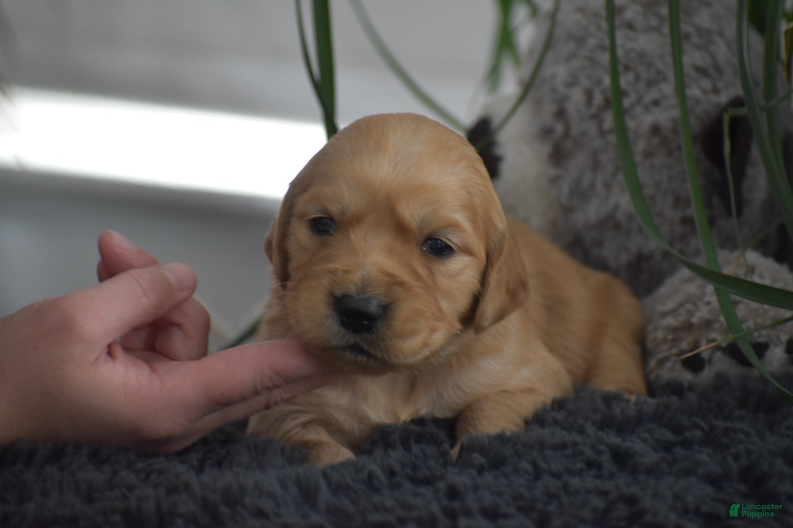 Golden Retriever dogs for sale: Bruce - Ad 3