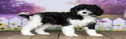 Cavapoo dogs for sale: Lucy - Ad 3