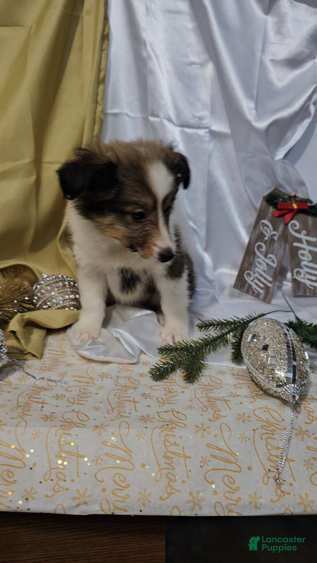 Shetland Sheepdog dogs for sale: Holly - Ad 7