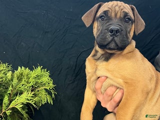 Bullmastiff dogs Flora - Ad 2