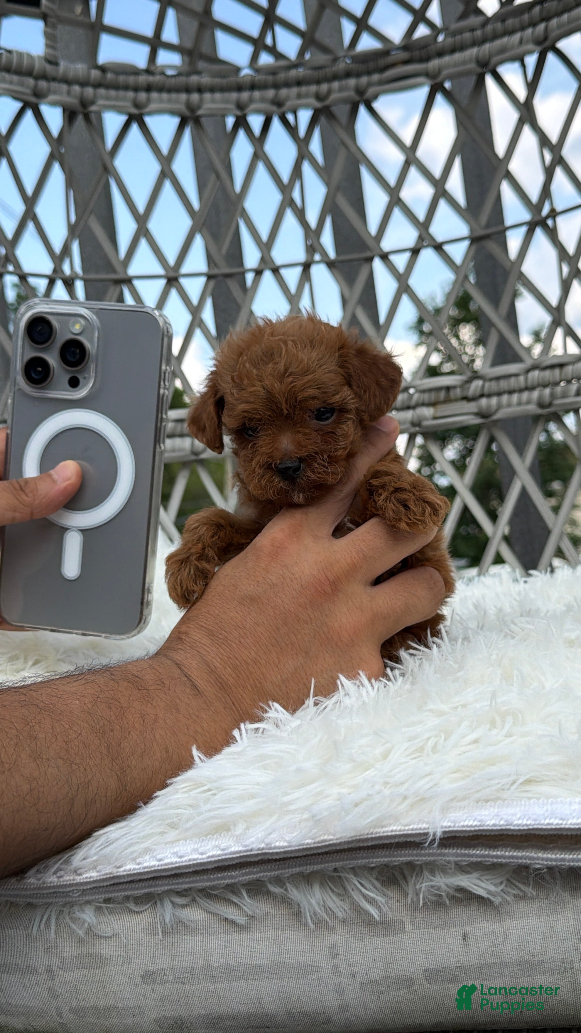 Toy Poodle dogs Teacup poodle Chinese bloodline  - Ad 1
