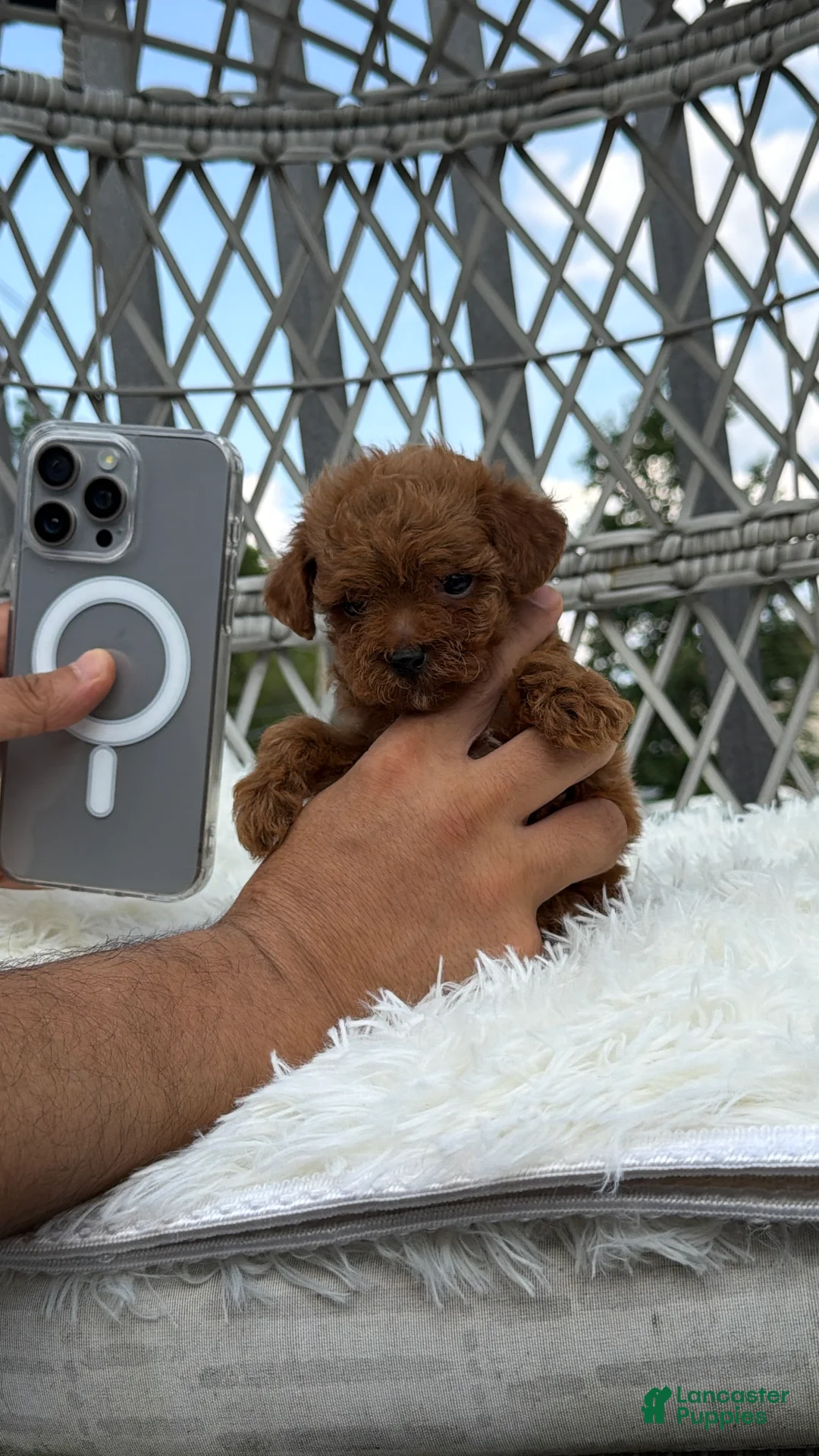 Toy Poodle dogs for sale: Teacup poodle Chinese bloodline  - Ad 1