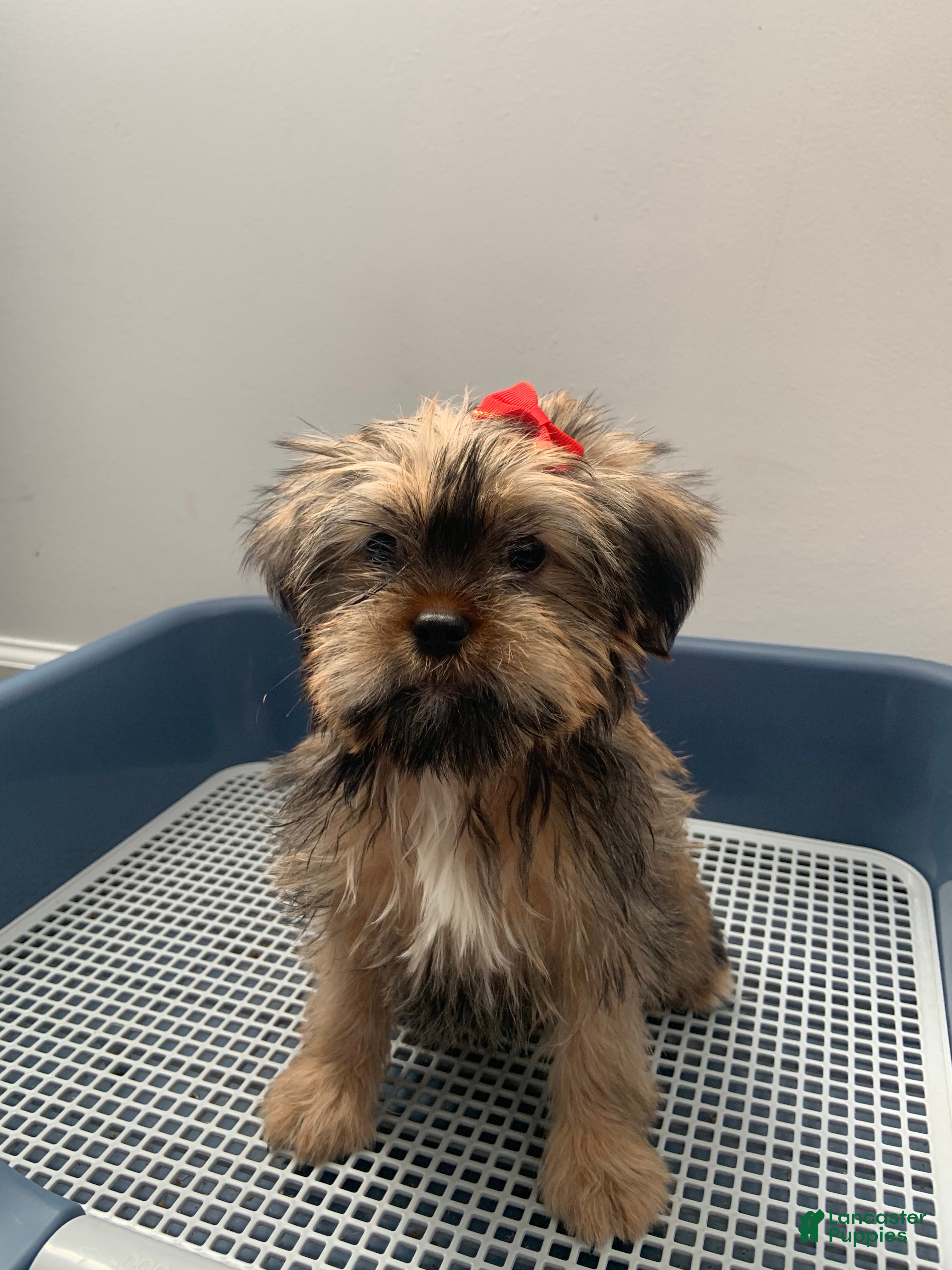 Shorkie dogs Pauline - Ad 2