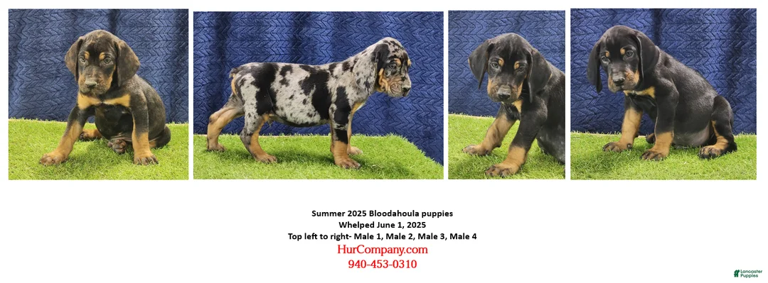 Mixed Breed dogs for sale: 2025 Bloodahoula Male 3 "Moe" - Ad 7