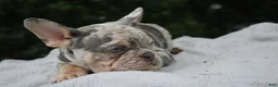 French Bulldog dogs for sale: French Bulldog 2 - Ad 3