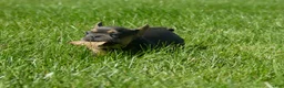 Mixed Breed dogs for sale: Randy - Ad 5