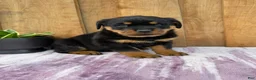 Rottweiler dogs for sale: Stella - Ad 6