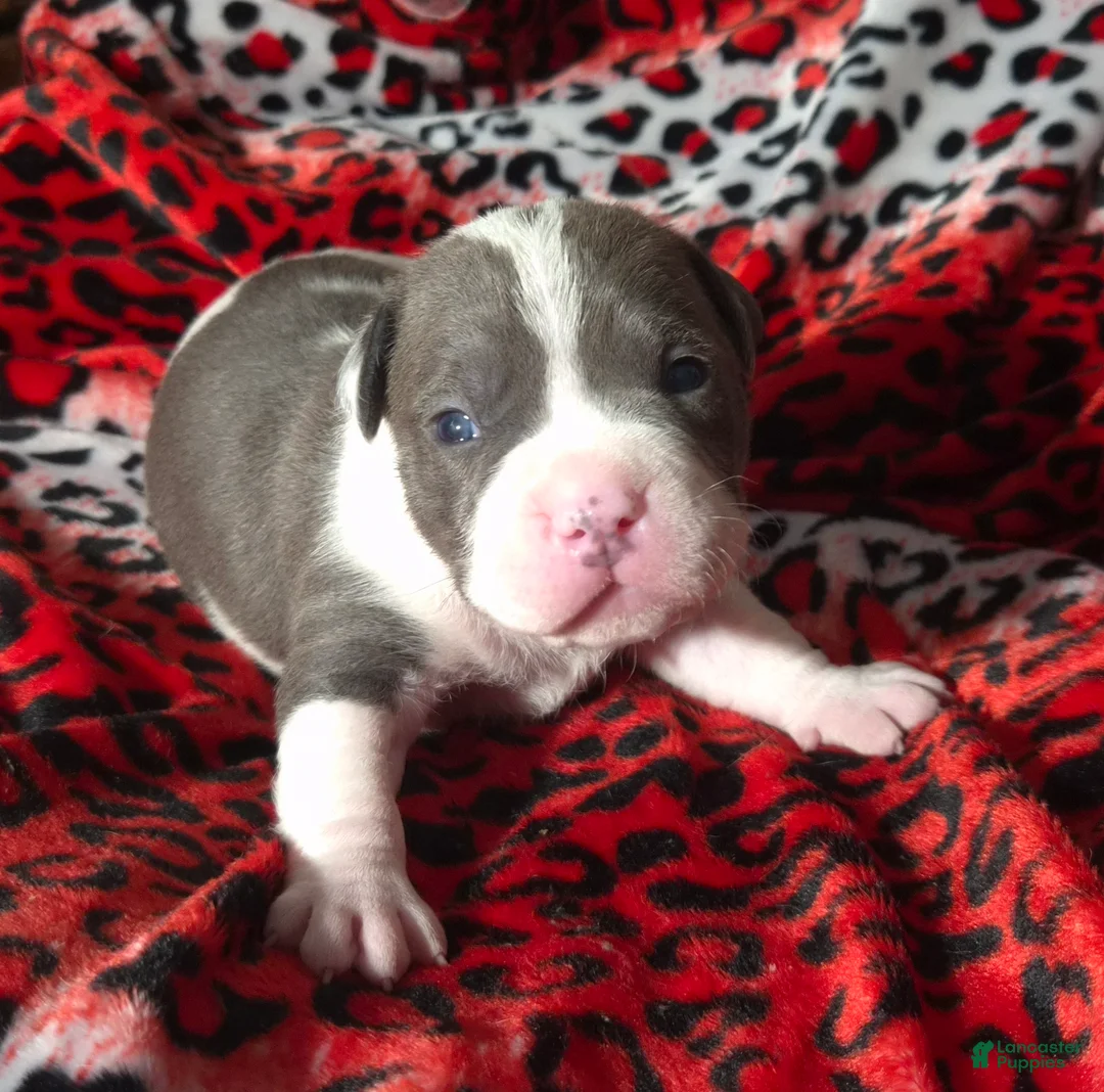 Mixed Breed dogs for sale: "BIGGIE SMALLZ" - Ad 2