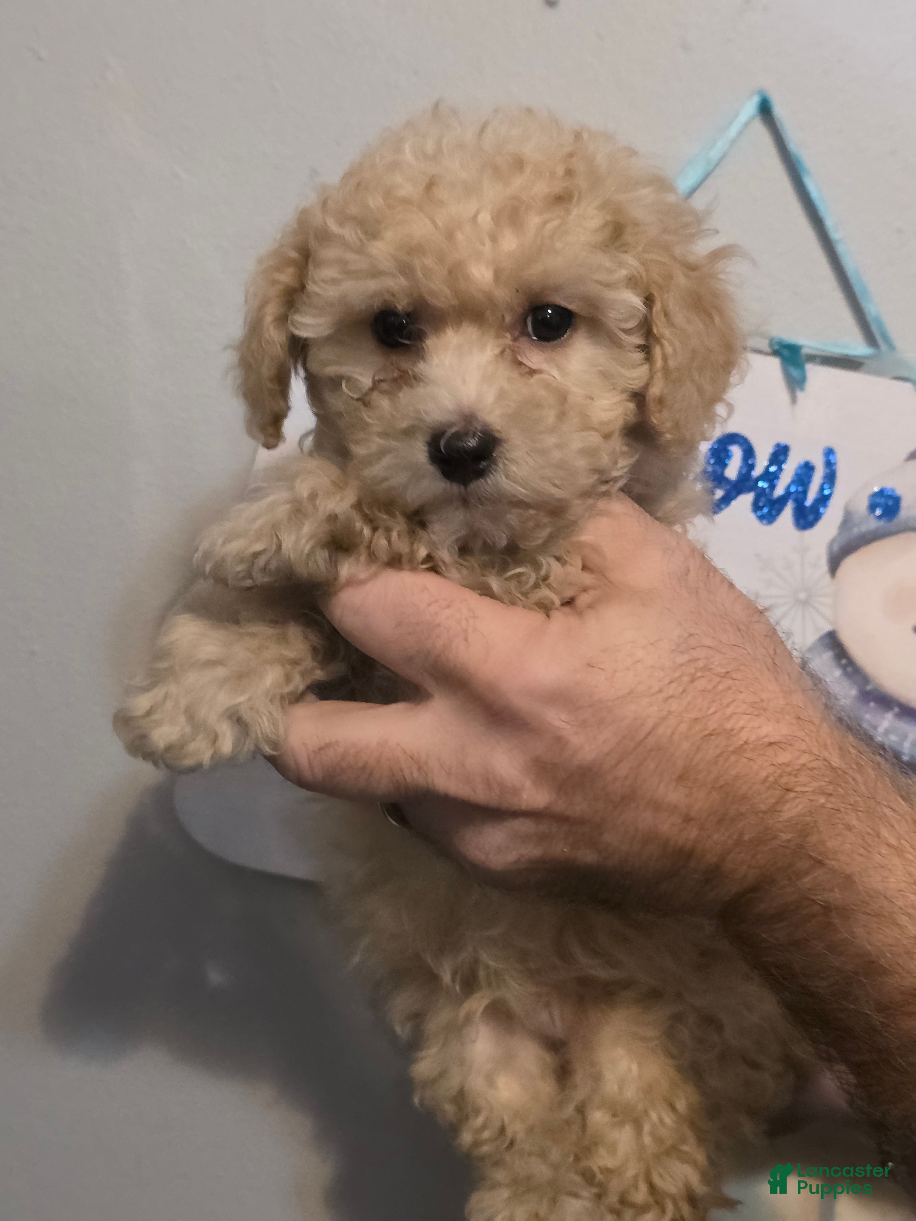 Maltipoo dogs Max - Ad 1