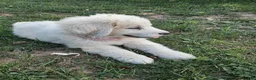 Great Pyrenees dogs for sale: Rosalee - Ad 10