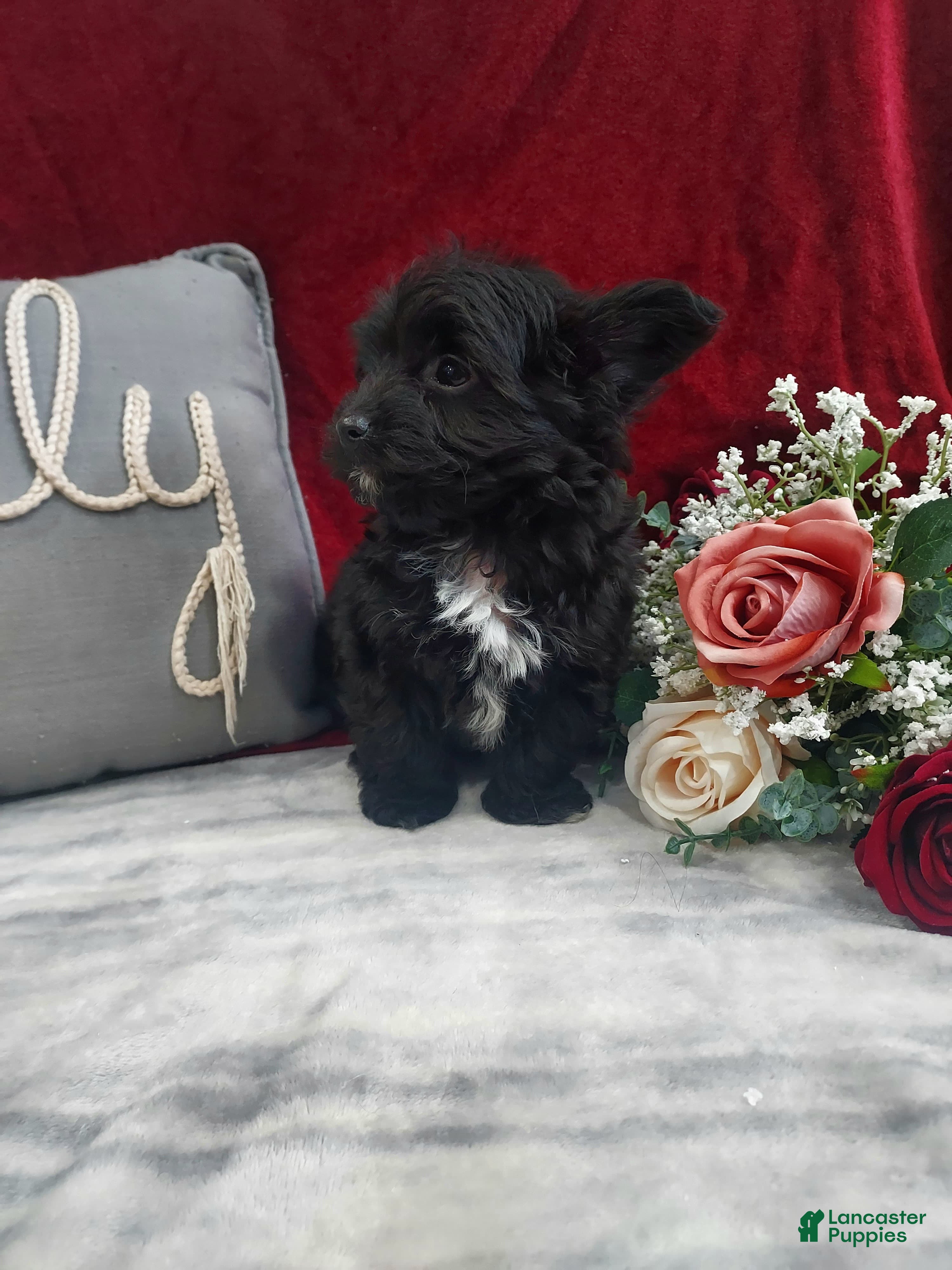 Mixed Breed dogs Romo - Ad 3