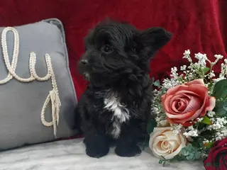 Mixed Breed dogs Romo - Ad 3