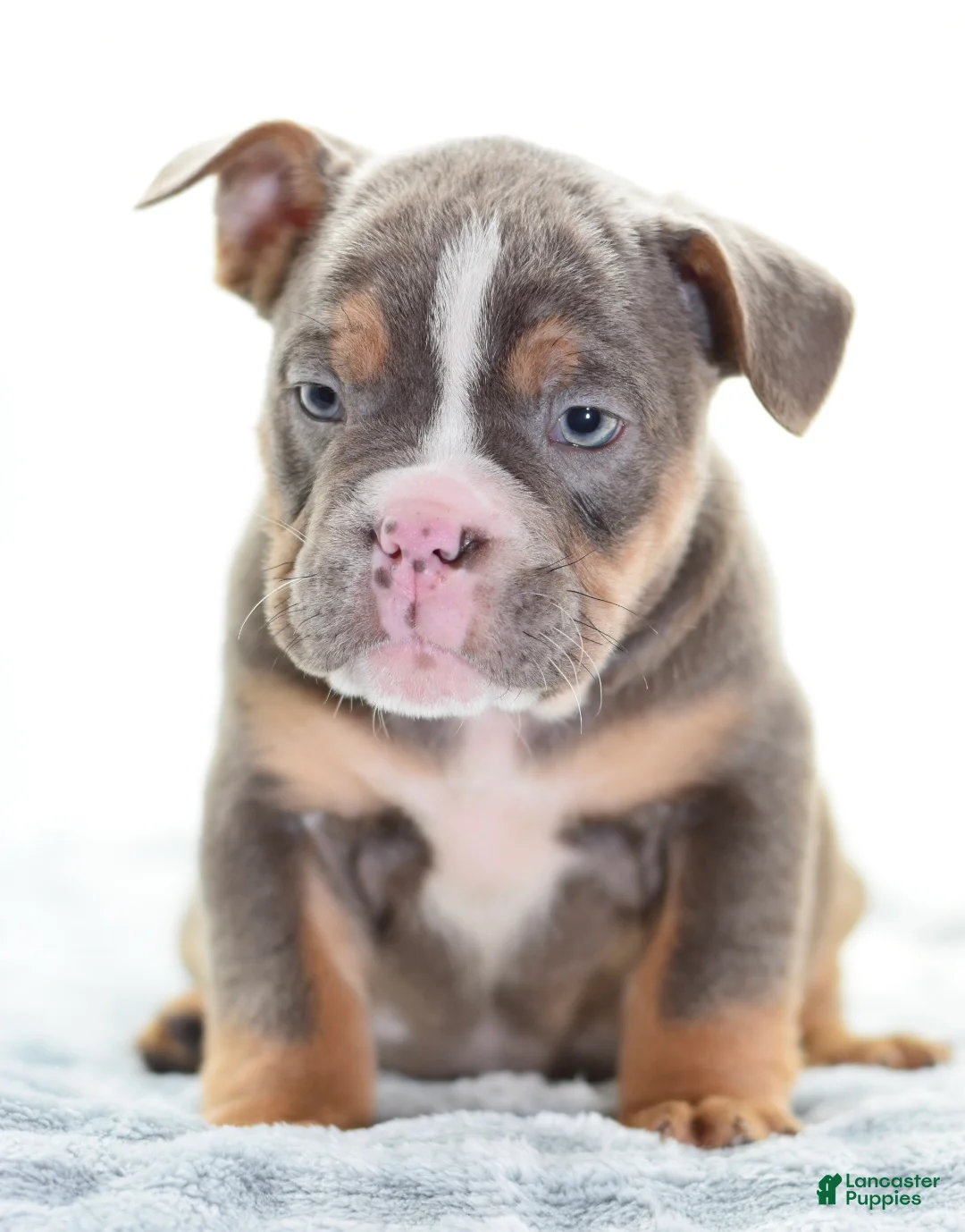 Mixed Breed dogs for sale: Kong bully hybrid  - Ad 7