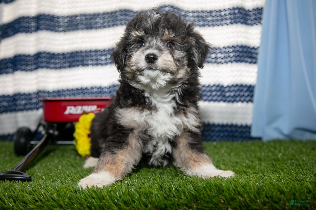 Mini Aussiedoodle dogs for sale: Scooter - Ad 1