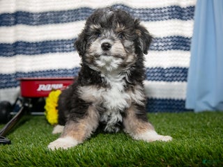 Mini Aussiedoodle dogs Scooter - Ad 32