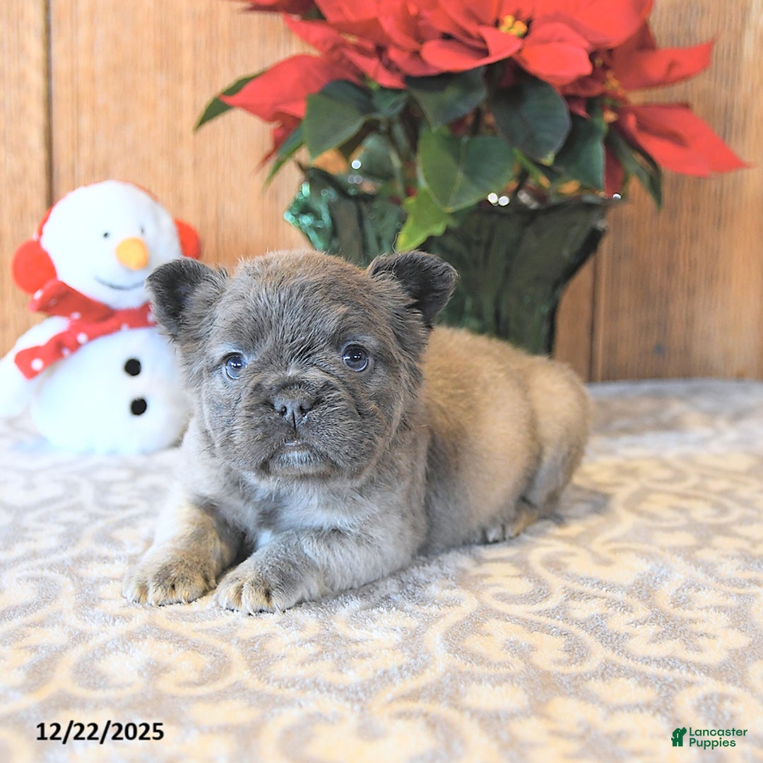 French Bulldog dogs for sale: Tinkerbell - Ad 3