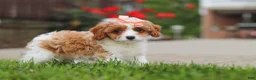 Cavapoo dogs for sale: Gracie - Ad 6