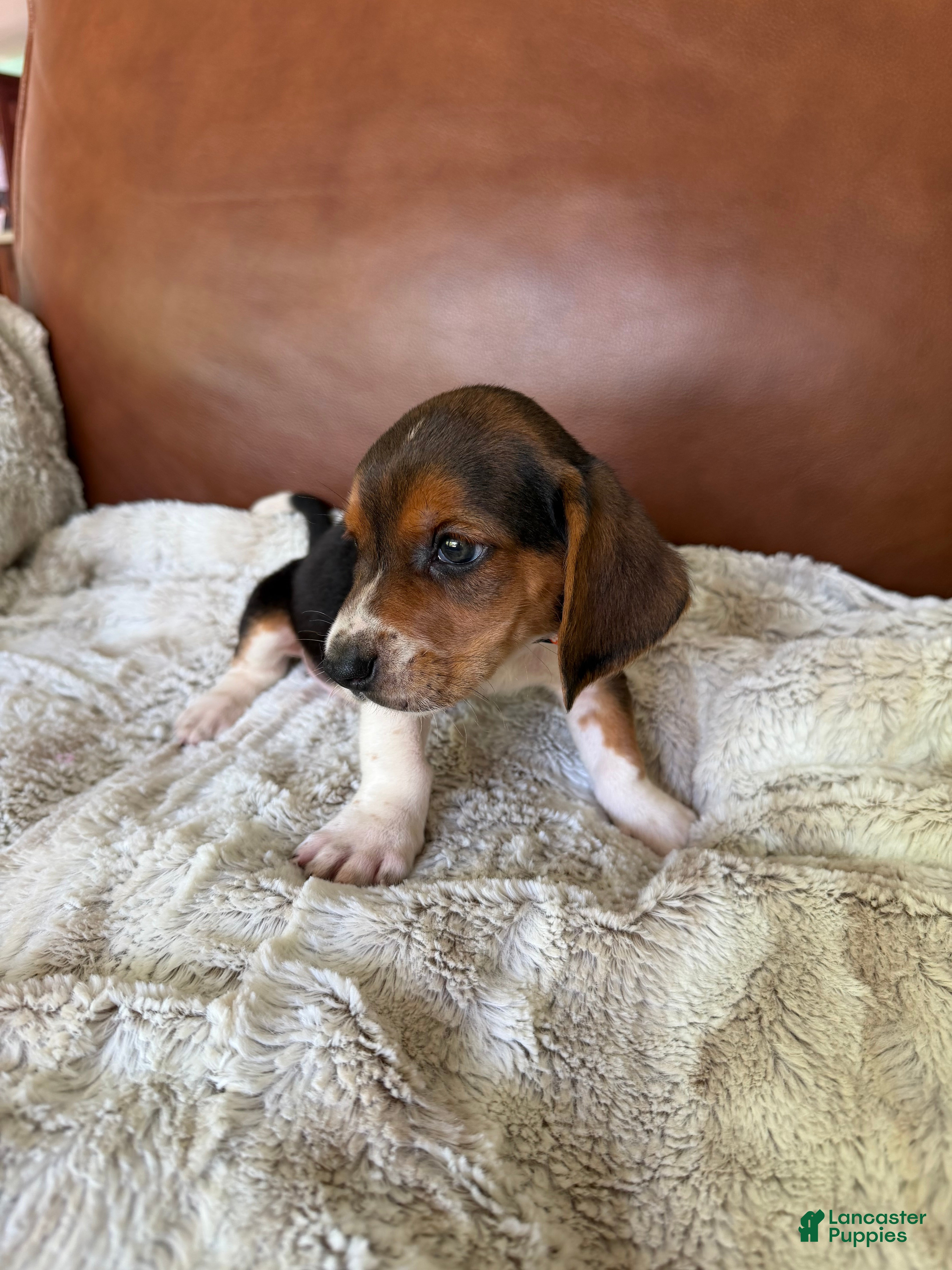 Basset Hound dogs Timmy - Ad 2