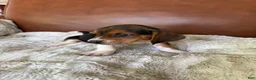 Basset Hound dogs for sale: Timmy - Ad 2