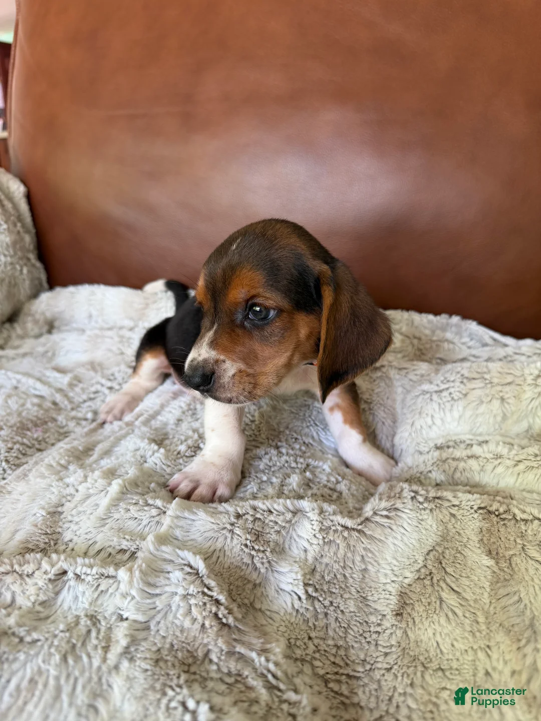 Basset Hound dogs for sale: Timmy - Ad 2