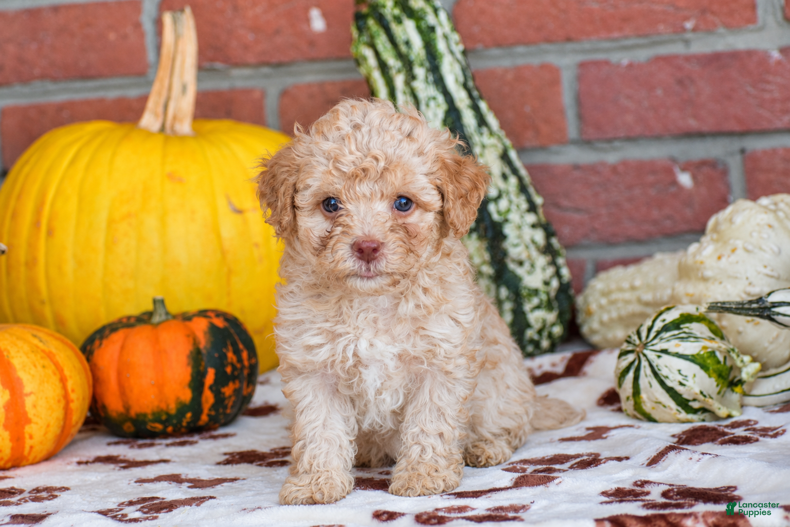 Havapoo dogs for sale: Derrick - Ad 2