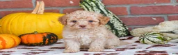 Havapoo dogs for sale: Derrick - Ad 2