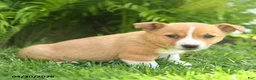Mixed Breed dogs for sale: Dakota - Ad 3