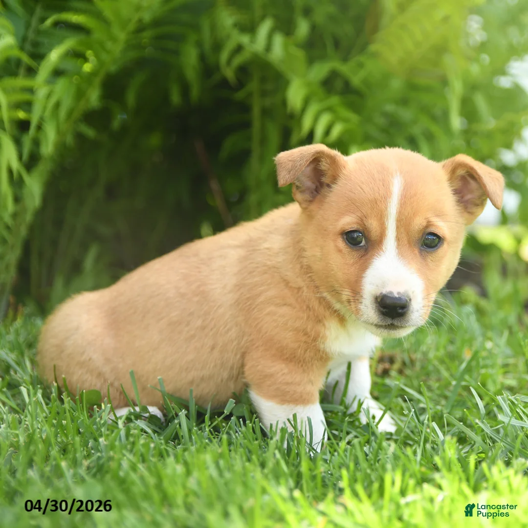 Mixed Breed dogs for sale: Dakota - Ad 3