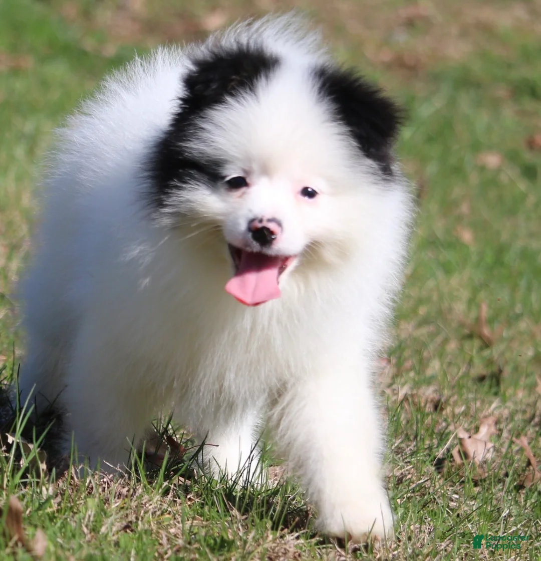Pomsky dogs for sale: Sparky - Ad 1