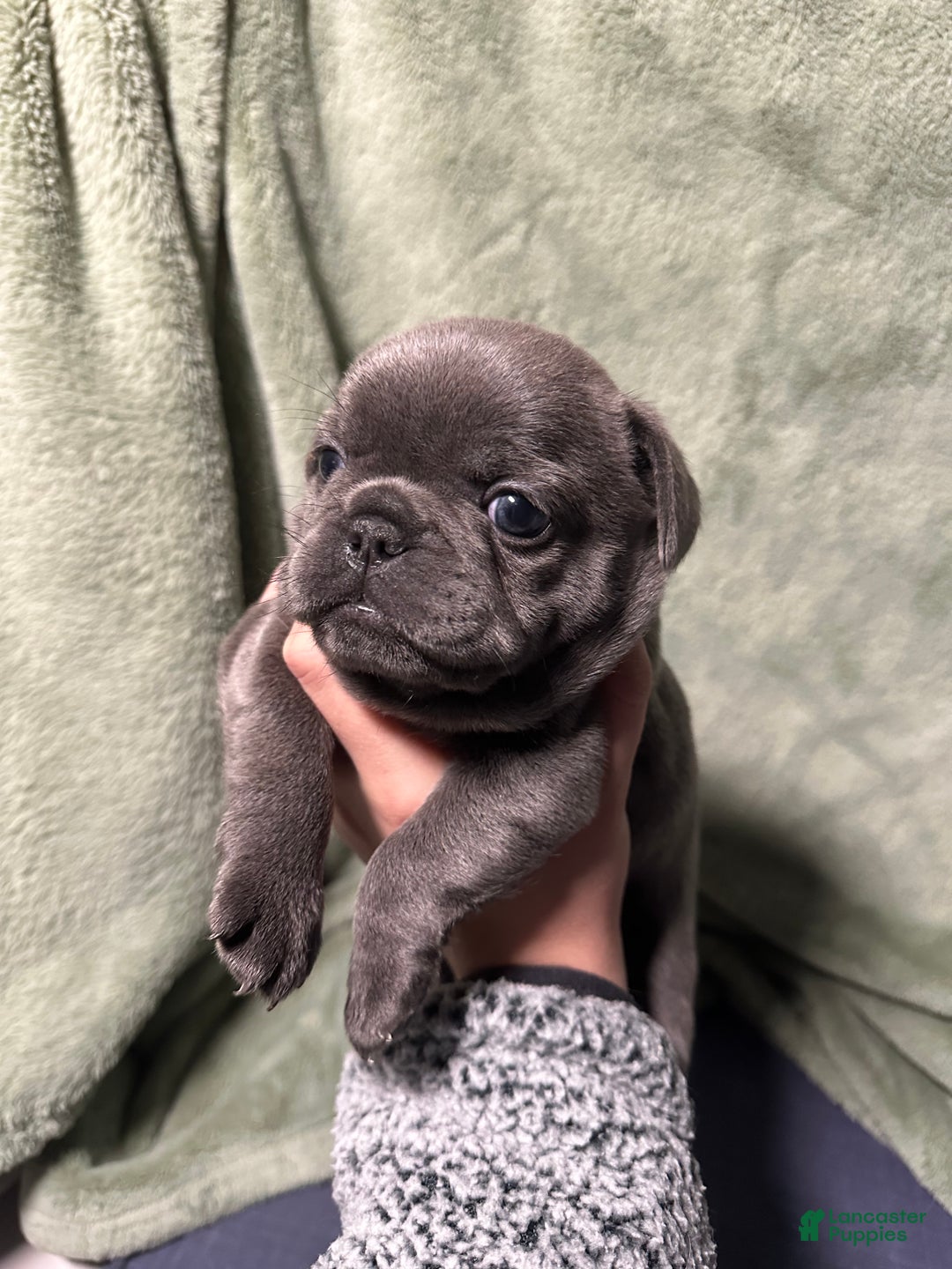French Bulldog dogs for sale: Georgiana - Ad 1