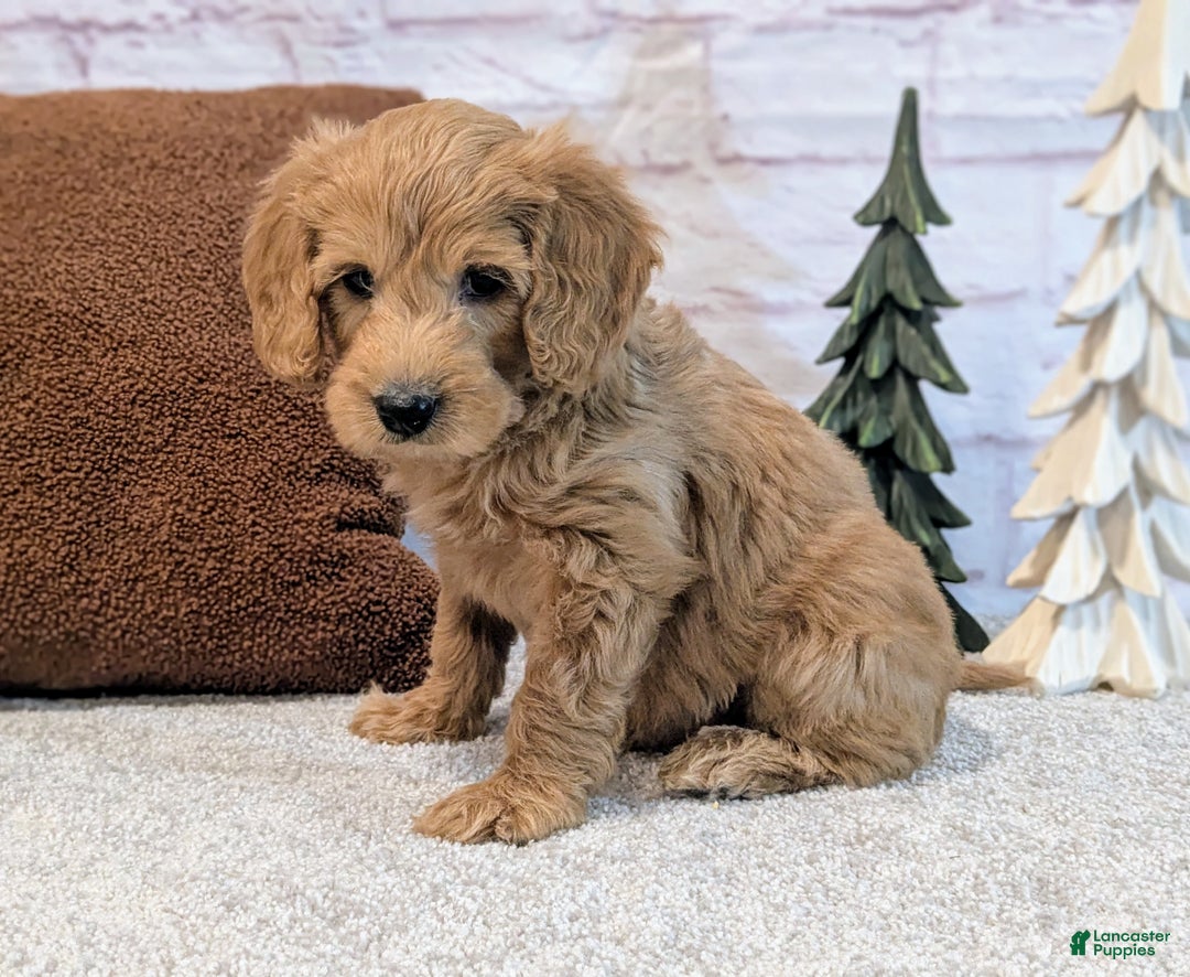 Mini Goldendoodle dogs for sale: Louie - Ad 3