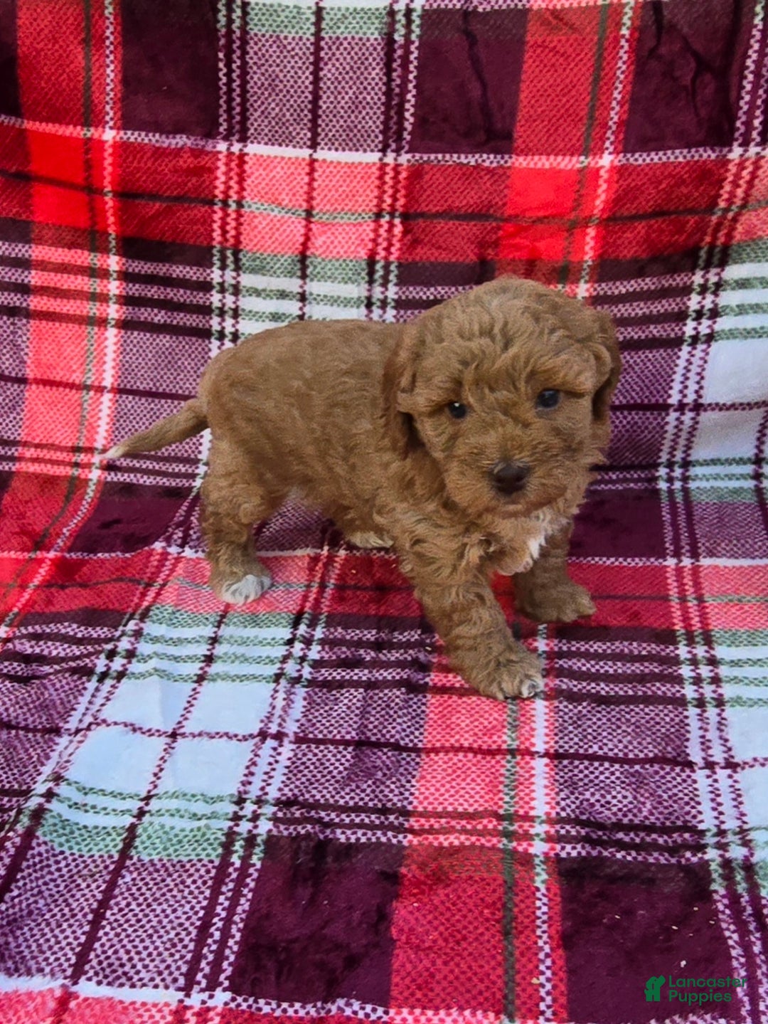 Mini Goldendoodle dogs for sale: Garland - Ad 5