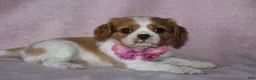 Cavalier King Charles Spaniel dogs for sale: SKY - Ad 5