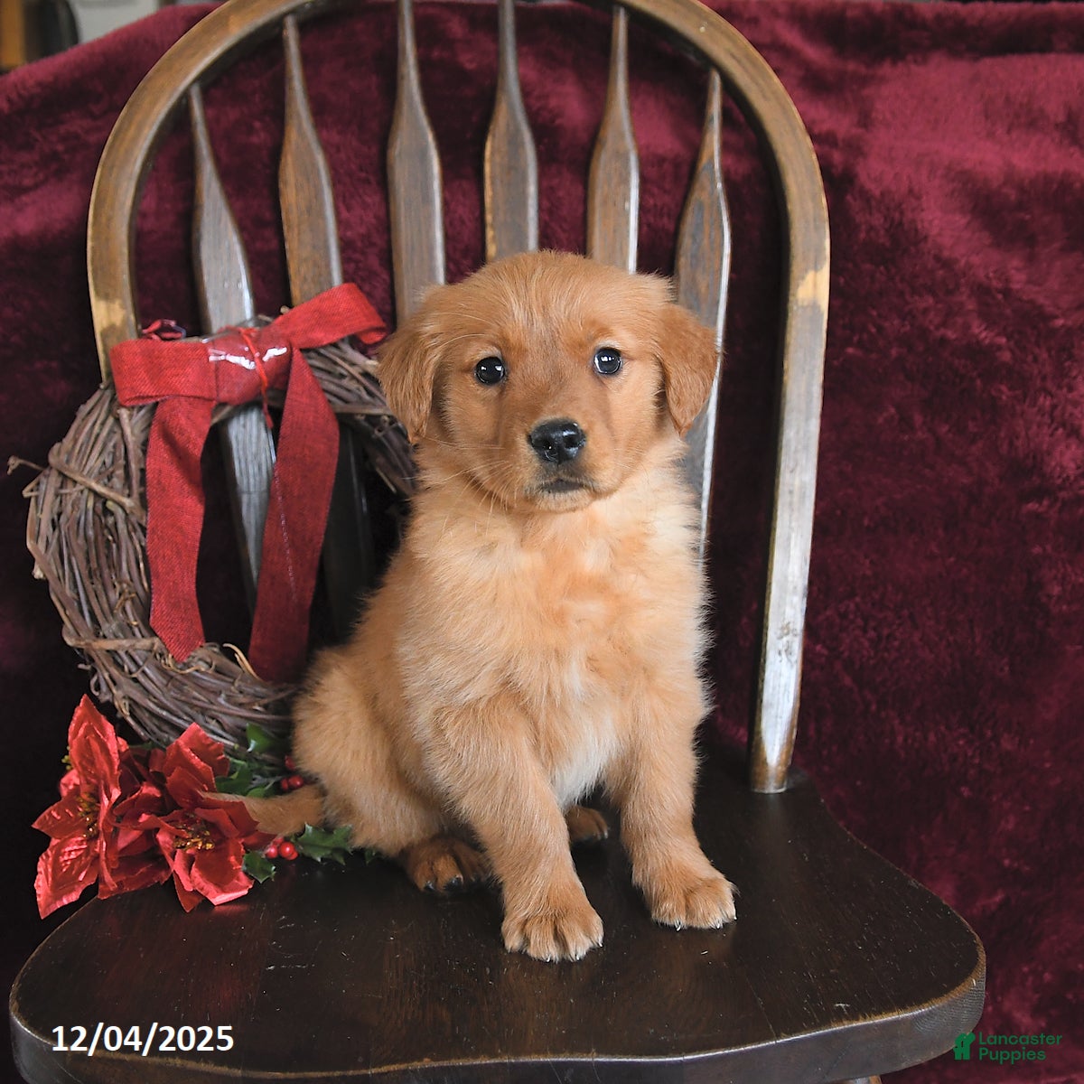 Golden Retriever dogs Monica Joy - Ad 16