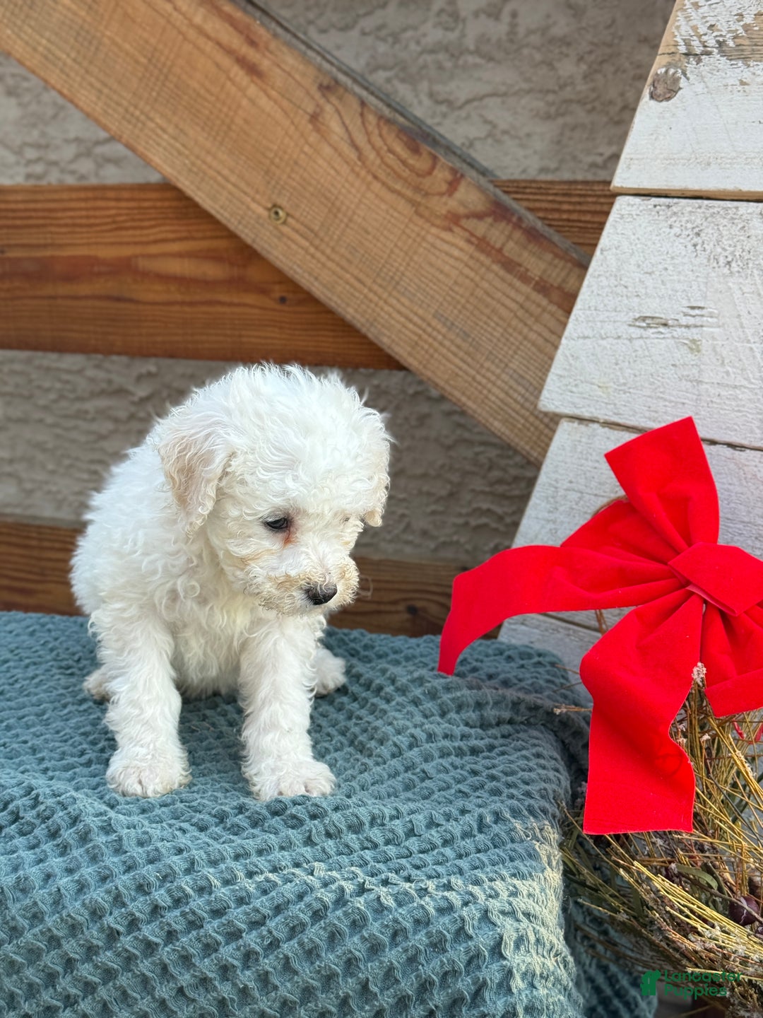 Bichpoo dogs for sale: Audrey - Ad 5