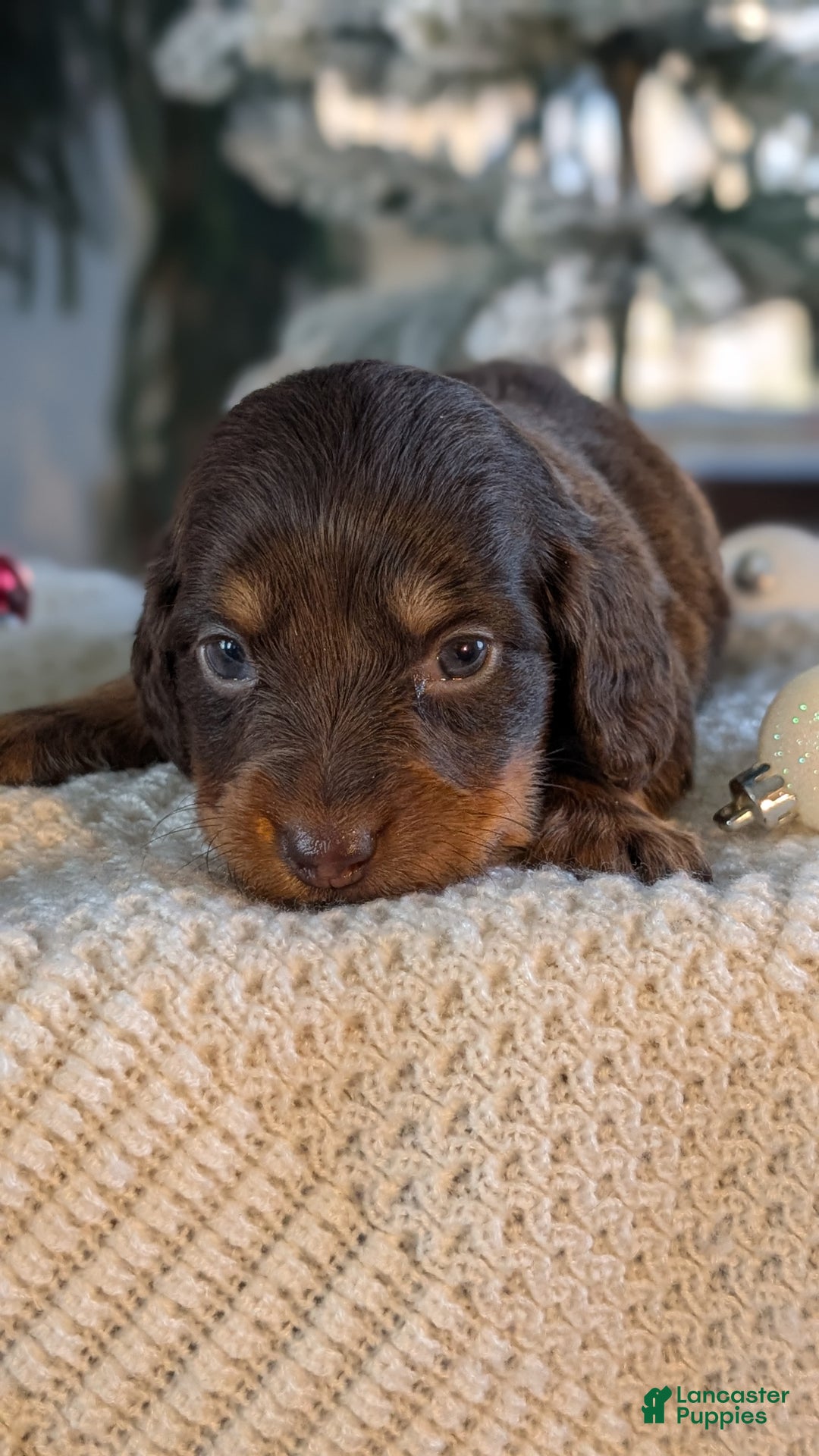 Miniature Dachshund dogs for sale: Ivy - Ad 4