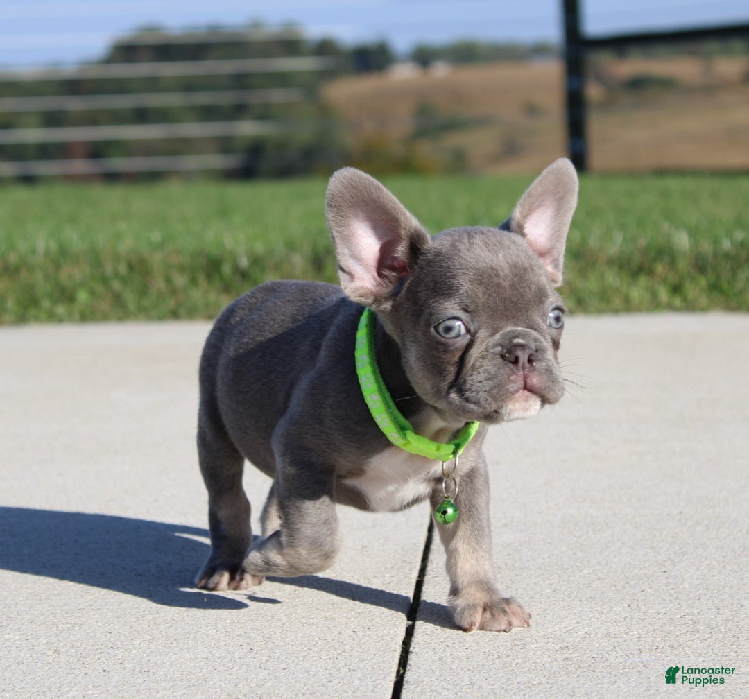 French Bulldog dogs for sale: Charlie - Ad 5