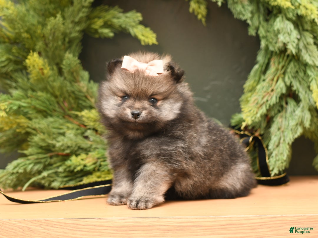 Pomeranian dogs for sale: Calli - Ad 1