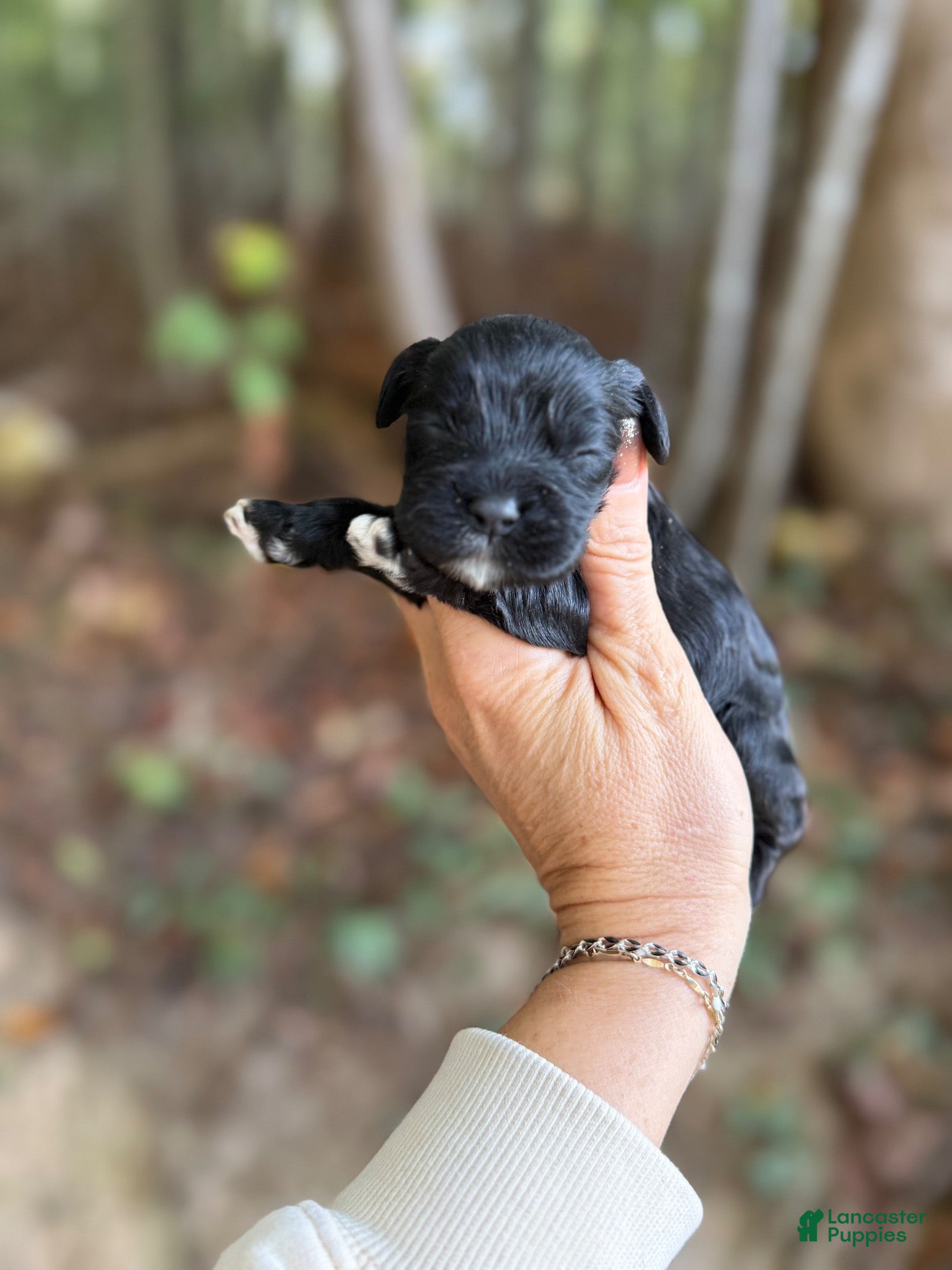 Cocker Spaniel dogs Cocker Spaniel 2 - Ad 40